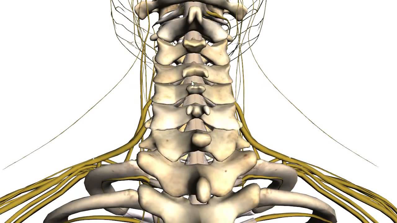 tratamentul artrozei vertebrelor cervicale